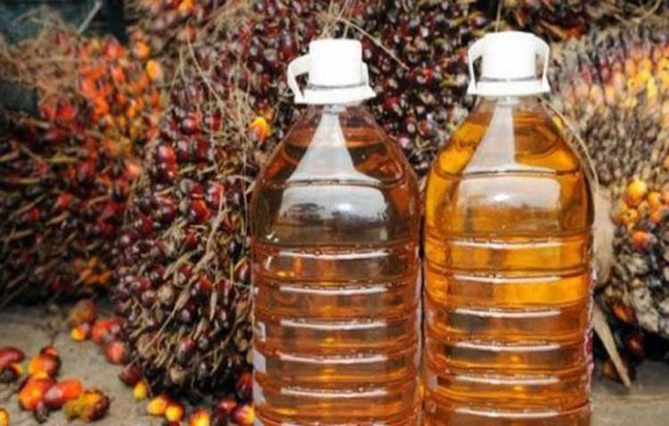 Harga CPO di Jambi Naik jadi Rp6.482 Per Kilogram