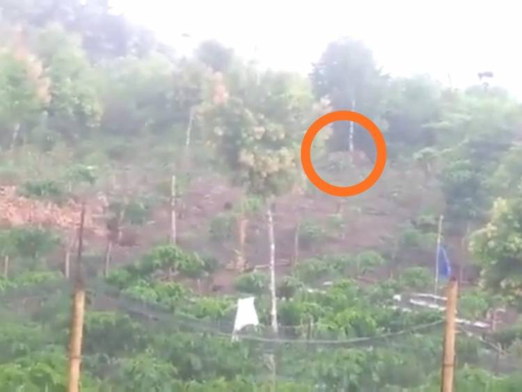 GEGER! Harimau Berkeliaran di Ladang Milik Warga Batang Merangin Kerinci