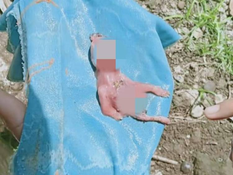 GEGER! Seekor Anjing Bawa Jasad Janin Bayi ke Rumah Warga Bungo
