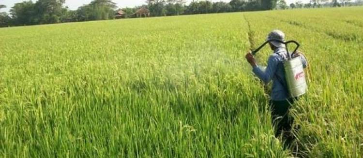 Ini Tiga Daerah Produksi Padi Tertinggi di Jambi