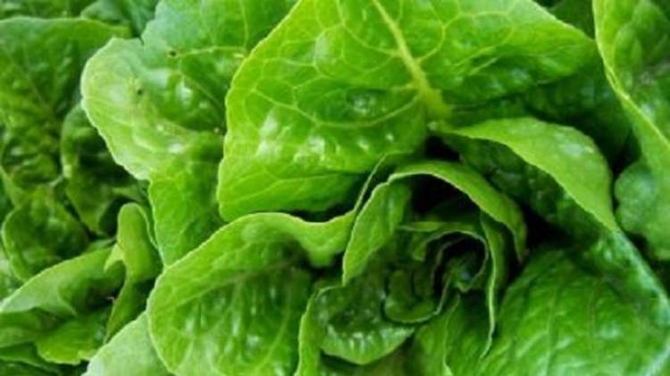 Kementan Jamin Indonesia Bebas Selada Berbakteri E.Coli?