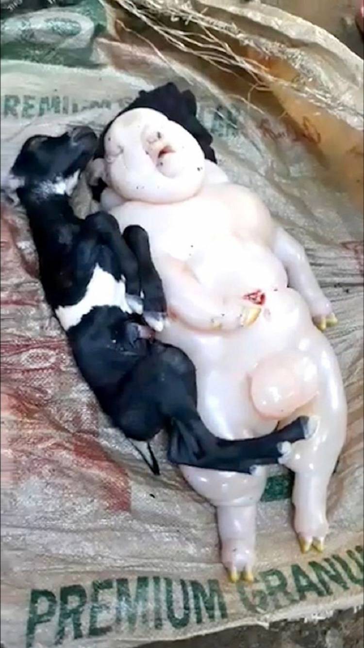 Heboh! Kambing Lahirkan Bayi Mirip Setengah Babi dan Manusia