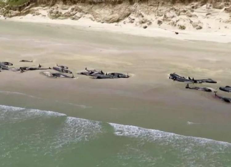 Fenomena Aneh! 145 Ikan Paus Mati Setelah Terdampar di Selandia Baru