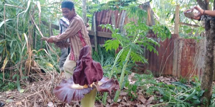 Warga Bungo Terkejut Dikira Bangkai Binatang, Ternyata…