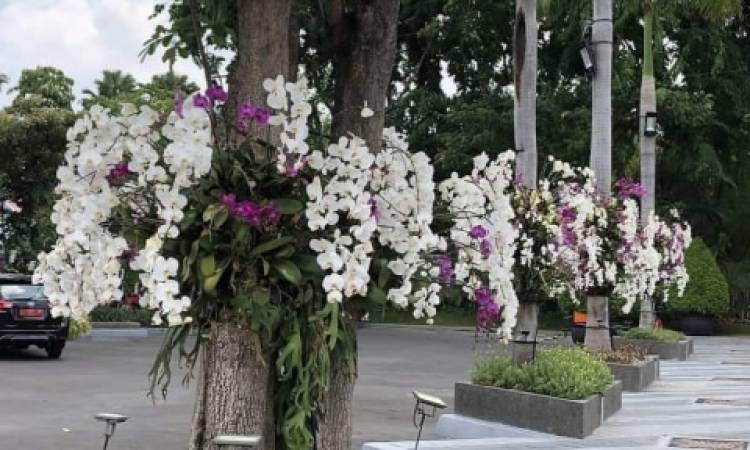 Serasa di Jepang, Ketika Surabaya Bertabur Bunga Tabebuya 