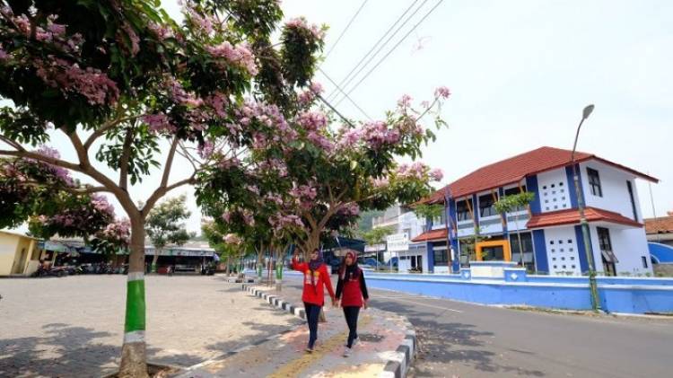 Serasa di Jepang, Ketika Surabaya Bertabur Bunga Tabebuya 