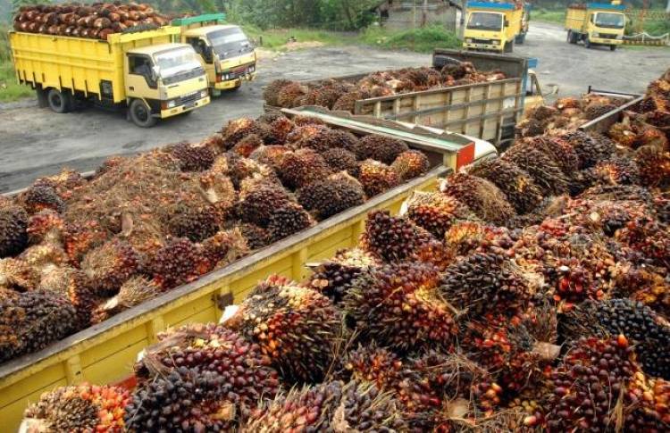 Begini Nasib Industri Sawit Bertahan Dalam Tekanan Internasional