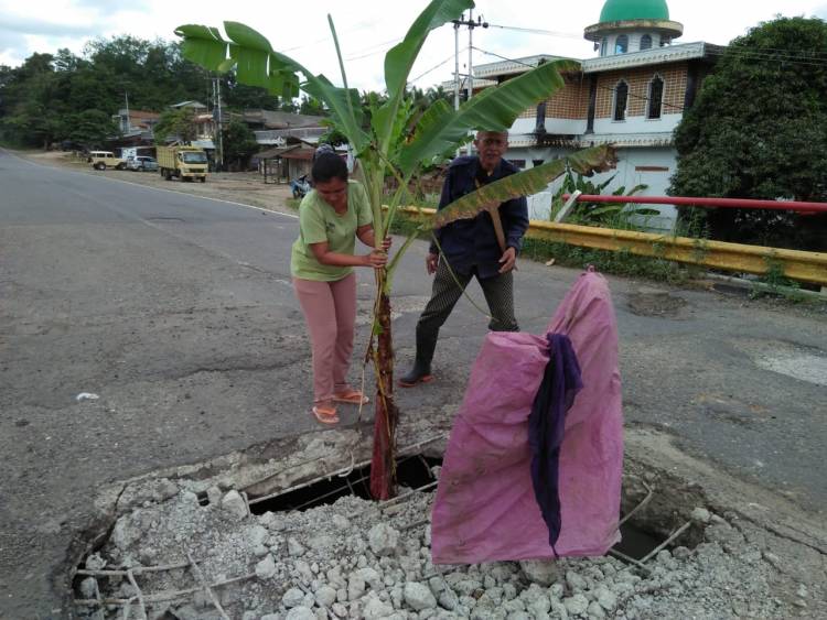 Warga Protes! Tanam Pisang di Lobang Jembatan Kembar Jujuhan Bungo