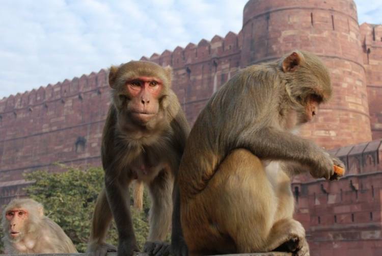 Monyet Mengamuk di Gedung Strategis India