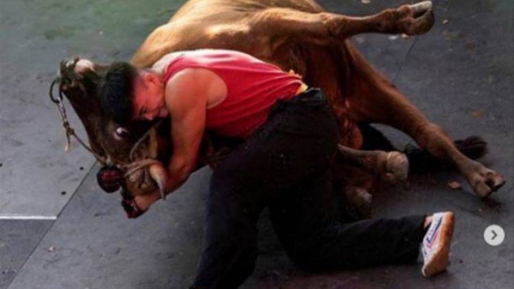 Sadis!!! Duel Sengit Jagoan Kungfu Vs Banteng