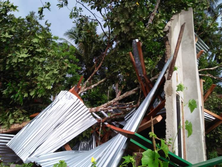 BREAKING NEWS!! Di Bungo, Rumah Bantuan Pemerintah Hancur Ditimpa Pohon Bedaro