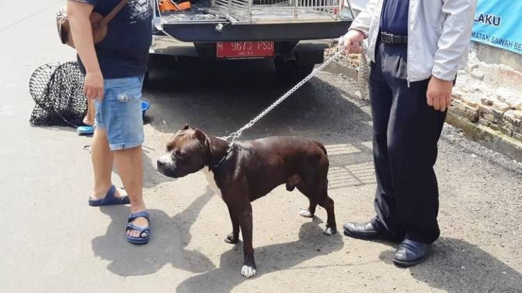 Polisi Dalami Kasus Satpam Diserang Anjing Pitbull 