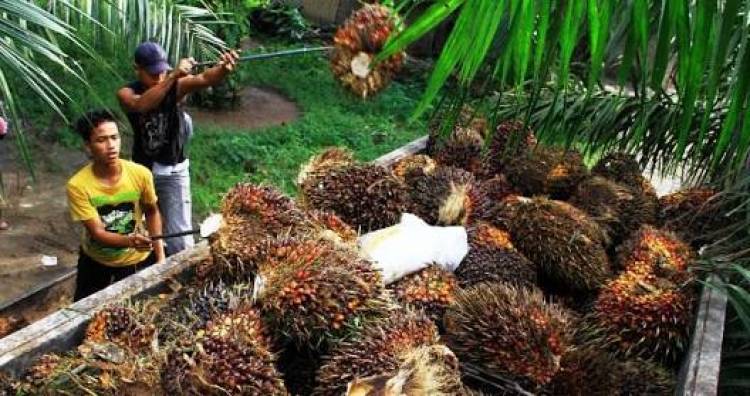 Harga Jual Tbs Kelapa Sawit Naik 