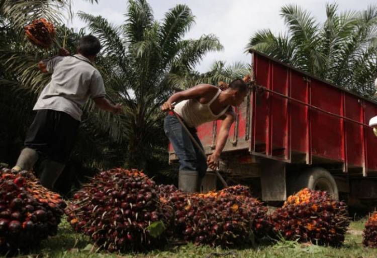 Horee! Harga Sawit dan CPO di Jambi Naik, Cek Disini Rinciannya