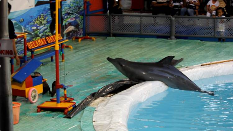 Dituduh Eksploitasi, Begini Kata PT WSI Sirkus Lumba-Lumba Keliling