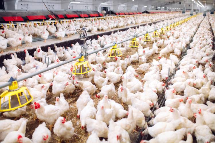 Begini Harga Ayam Potong dan Cabai di Jambi Terkini