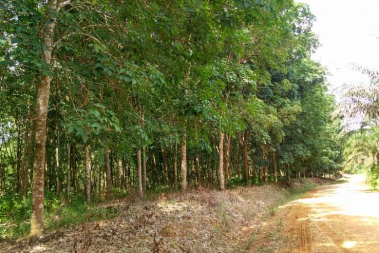 9.000 Hektare Kebun Karet di Batanghari Diserang Jamur