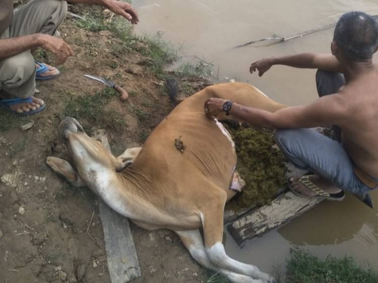 Puluhan Sapi Mati, Warga Muara Bulian Curiga Diracun Pembeli Sapi