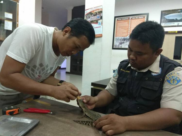 Belum Sempat Terbang, Dua Jenis Reptil Dilindungi Ini Diamankan