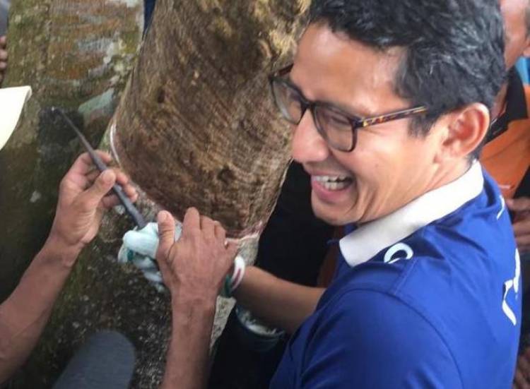 Wahai Petani Karet, Jika Menang Sandi Janjikan Harga Karet Lebih Baik