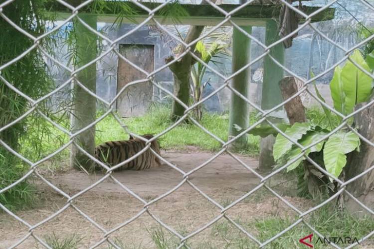 Harimau Ayu dan Singa Shiro di Jambi Mati