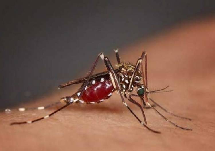 Puluhan Warga Garut Utara Terserang Wabah DBD