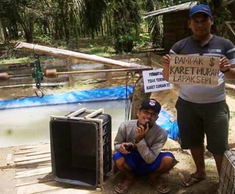 Pak Jokowi, Harga Karet di Mesuji Jeblok Jadi Rp6.000 Per Kg