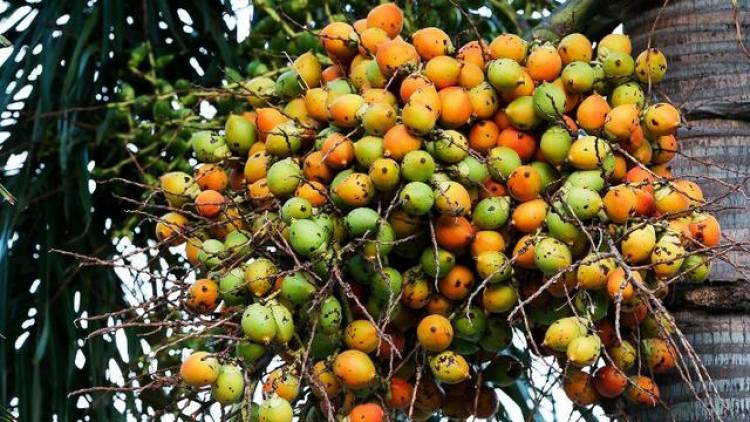 Khasiat Pinang untuk Obat Sakit Pinggang