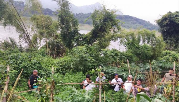 Ada Ladang Ganja 1,5 Hektar di Purwakarta…