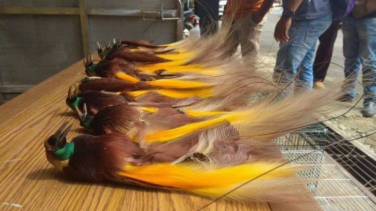 Penyelundupan Satwa dan Hewan Langka Diawetkan Digagalkan Polisi