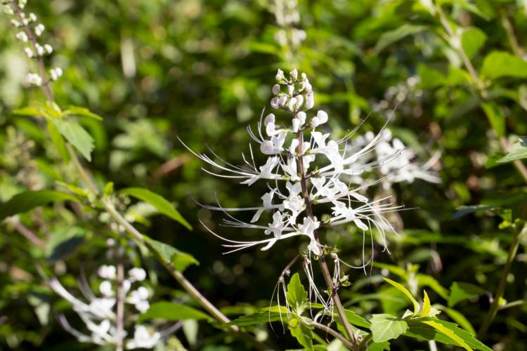 Kata Dokter, Kumis Kucing Ampuh Atasi Batu Ginjal