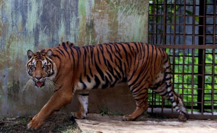 Kena Radang Persendian, "Uni" Jambi Tak Bisa Berjalan 