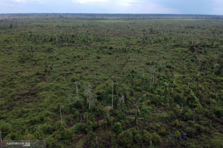 Dapat Progam "Bio Karbon Fund" Ini Langkah Gubernur Jambi