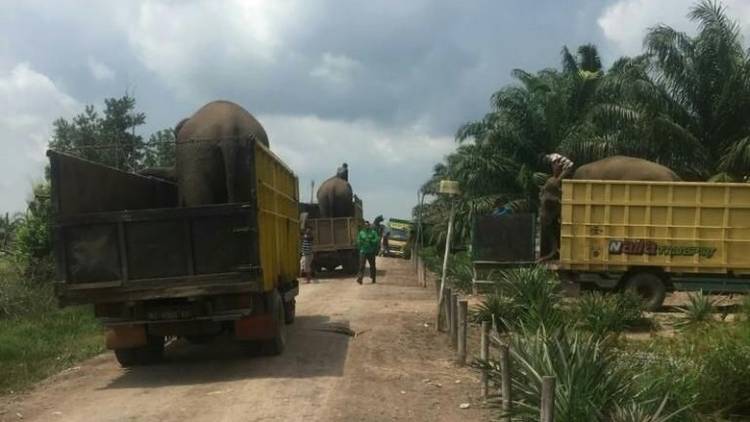 Konflik Lahan Memanas, Delapan Gajahdi Lahat Terpaksa Dievakuasi