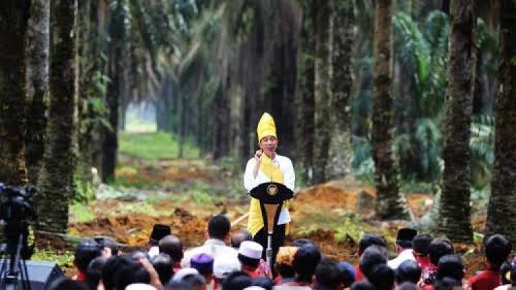 Harga Sawit Jambi Naik Tipis