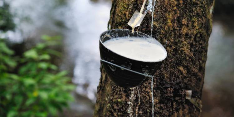 Upaya Perbaiki Harga, Indonesia Mulai Kurangi Ekspor Karet 98.160 Ton