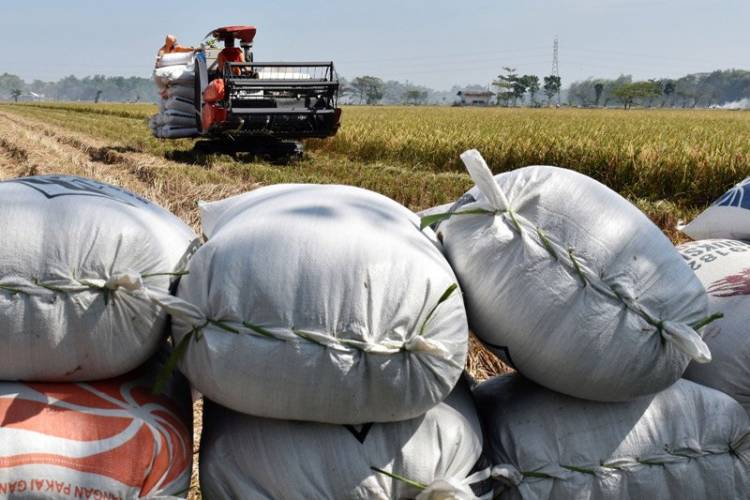 BPS Sebut Harga Gabah Kering Panen Maret Turun Cukup Tajam 9,98 Persen