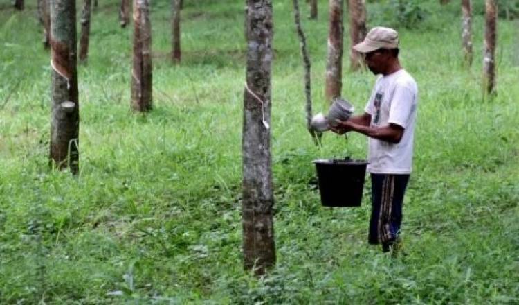 Pasca Pilpres, Harga Karet di OKU Naik Rp9.500/Kg