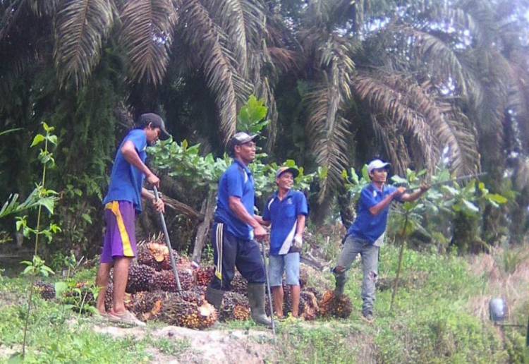 Soal Replanting Sawit di Muarojambi, Ini Kendala Pihak Pemkab