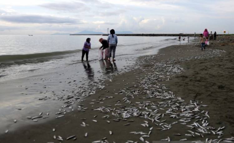 Ribuan Ikan Sejenis Teri Terdampar di Pantai Gampong Aceh