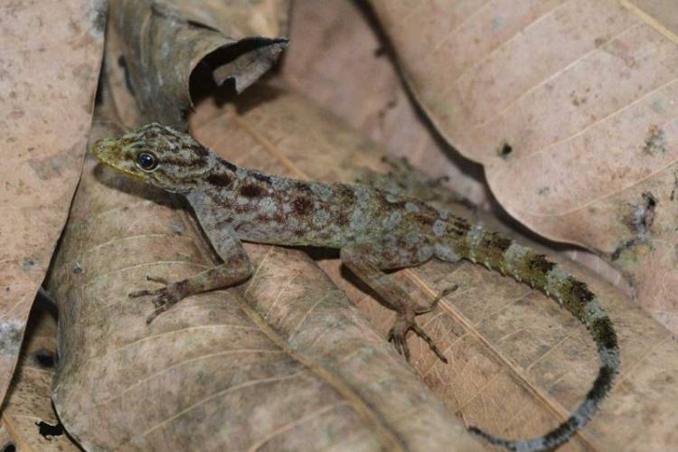 Cecak Spesies Baru Ditemukan di Gunung Muria