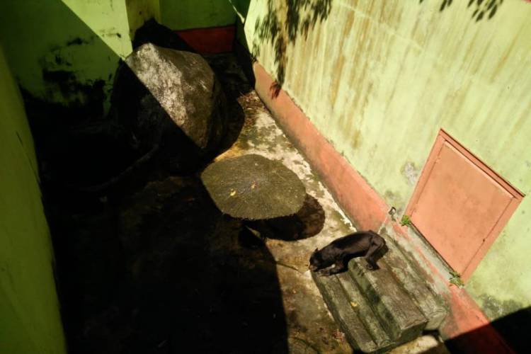 Viral Beruang Madu Kurus Tak Terurus, Ini Langkah BKSDA Kalsel