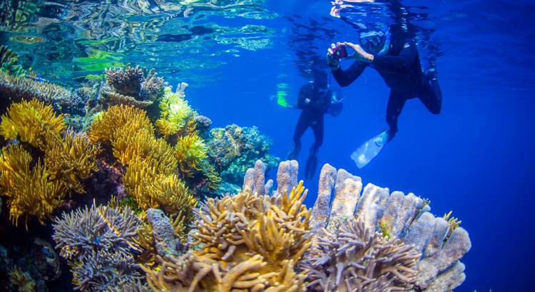 Lima Destinasi yang Disebut Surga Ikan Raja Ampat