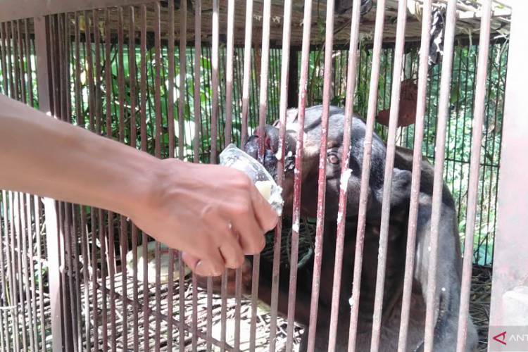 Beruang Madu Kurus Viral, Begini Kata Pengelola Sinka Zoo