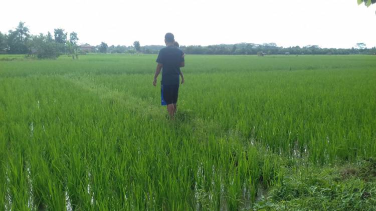 IBU BUPATI, Petani Kedotan dan Pudak Keluhkan Serangan Hama Tikus
