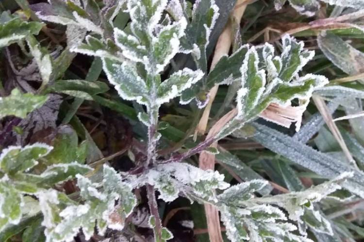 Fenomena Embun Upas Destinasi Wisata Baru Dataran Tinggi Dieng