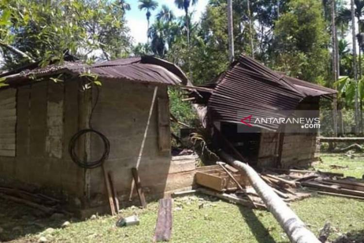 12 Ekor Gajah Mengamuk Rusak Rumah Warga di Nagan Raya Aceh