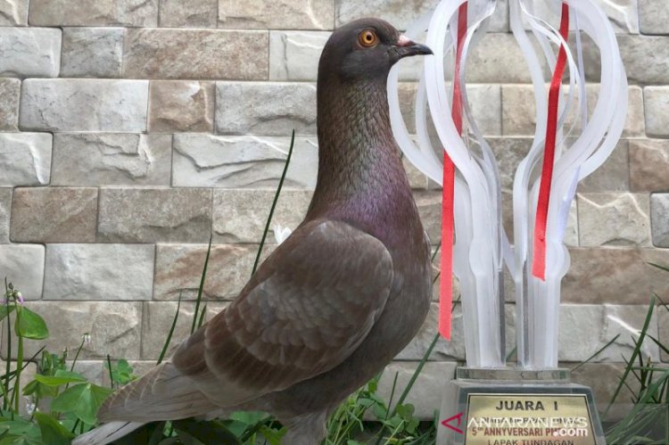 Ini Dia Burung Merpati Warga Bandung Terjual Harga Rp1 Miliar