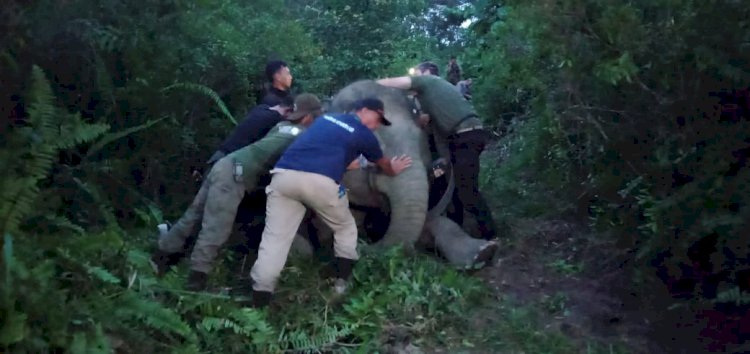 Pantau Gajah, Polda Jambi dan BKSDA Pasang GPS Colar