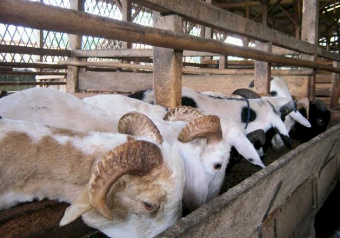 Puluhan Kambing Bantuan Mati, Kadis Sebut Karena Banjir dan Kurang Gizi